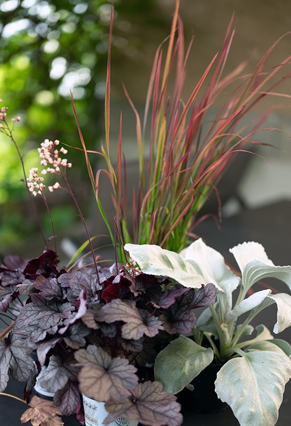 Las 8 mejores plantas en macetas de fácil cuidado para patios y balcones