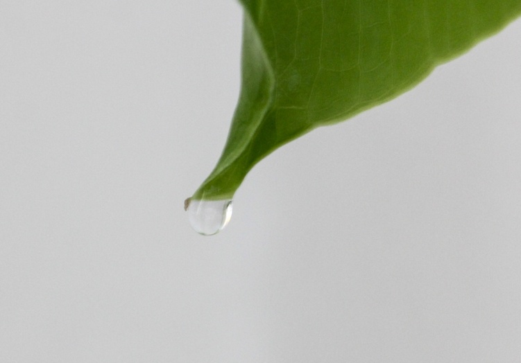 Gutación: cuando las plantas lloran.