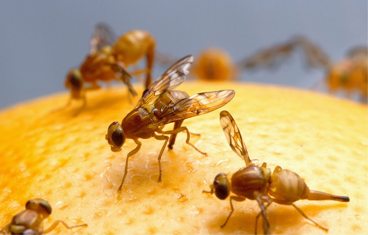 Evitar y combatir con éxito las moscas de la fruta