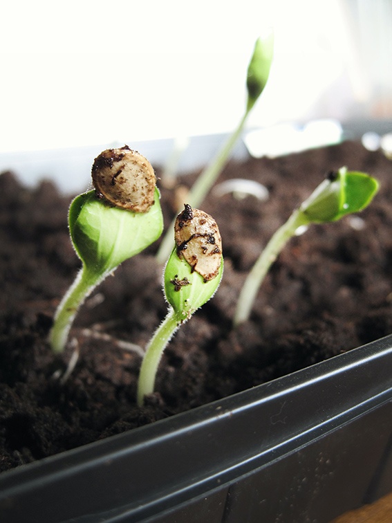 6 consejos sobre cómo germinar cualquier semilla