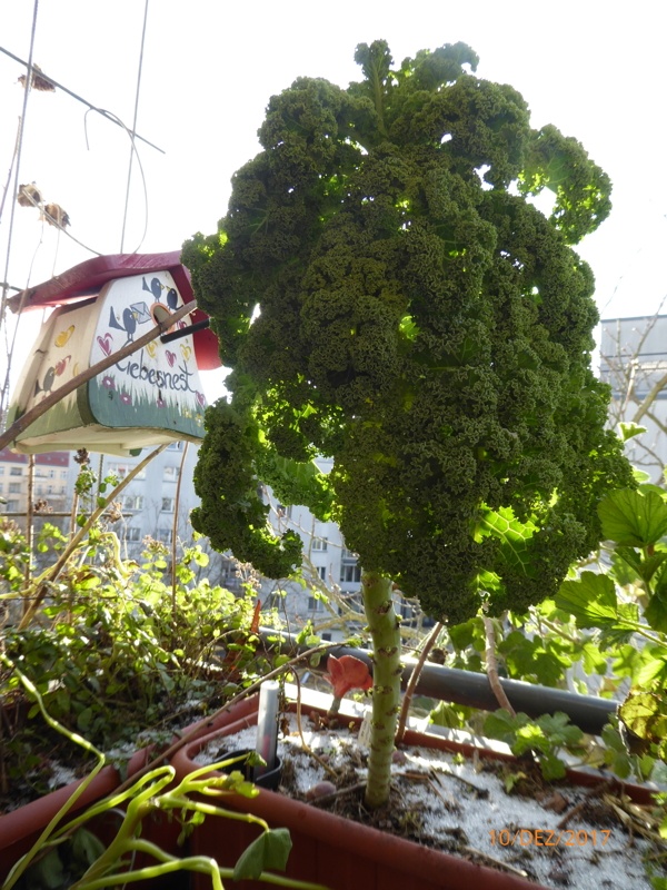 Kale en el cuadro del balcón | jardín de alegría