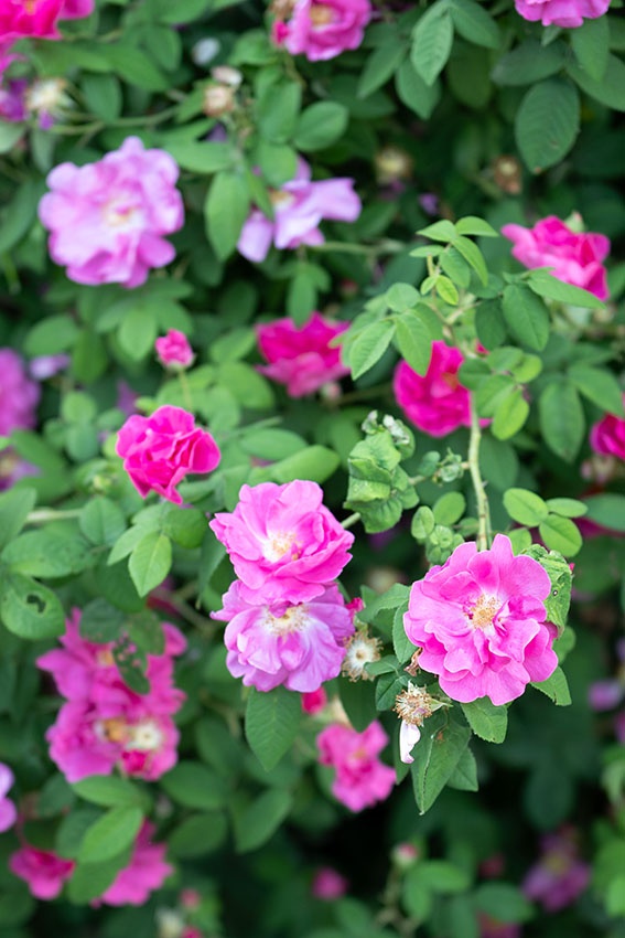 6 razones por las que las flores no florecen en tu jardín