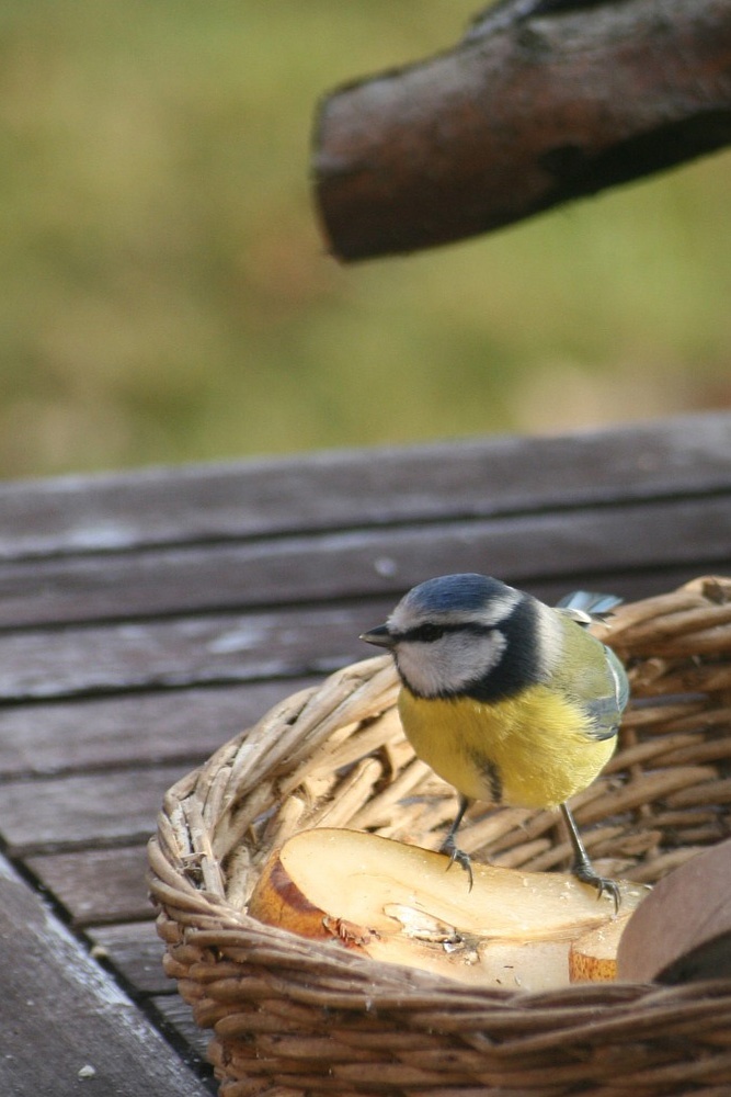 ¿Los restos de cocina son aptos para alimentar a los pájaros?