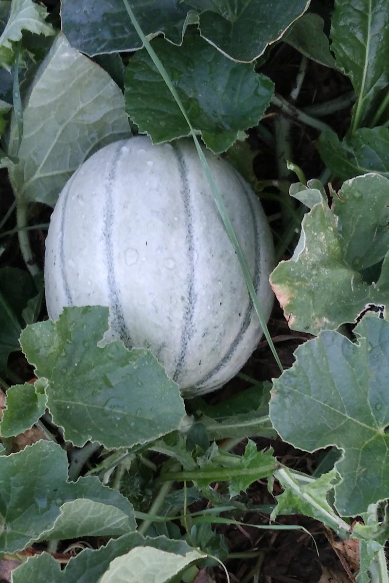 Sembrar, cultivar, cuidar y cosechar melones