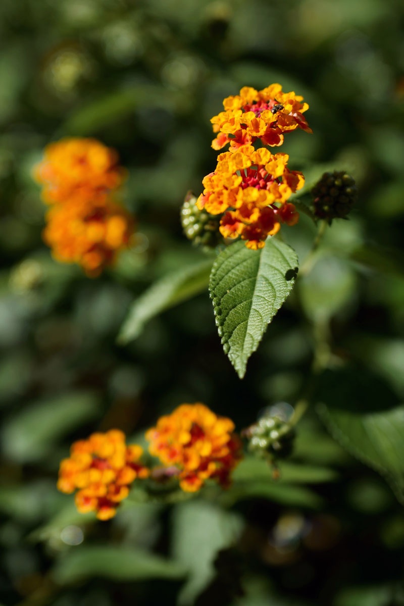 7 plantas de maceta con flores que pueden soportar el sol y el calor
