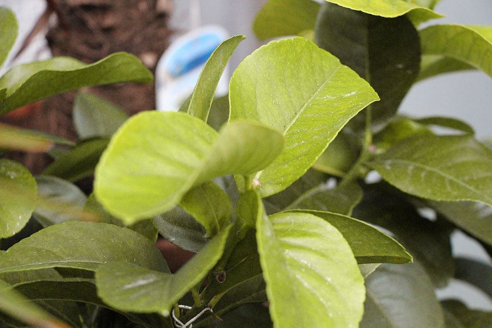 Palitos de limonero: Ayuda contra las hojas pegajosas