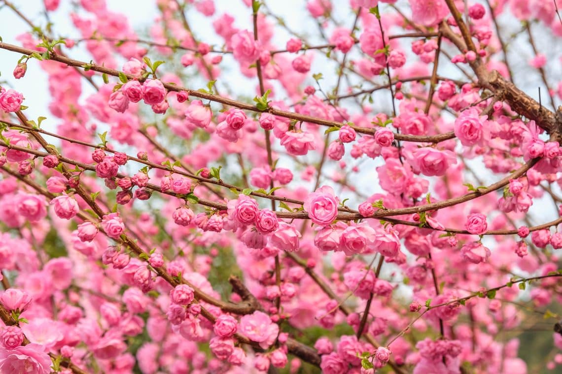 12 árboles con flores rosa/rosa