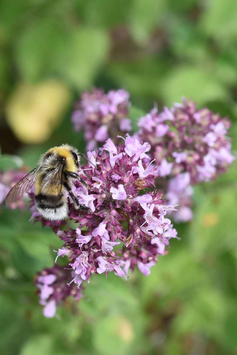 Cobertura del suelo apta para las abejas | jardín de alegría