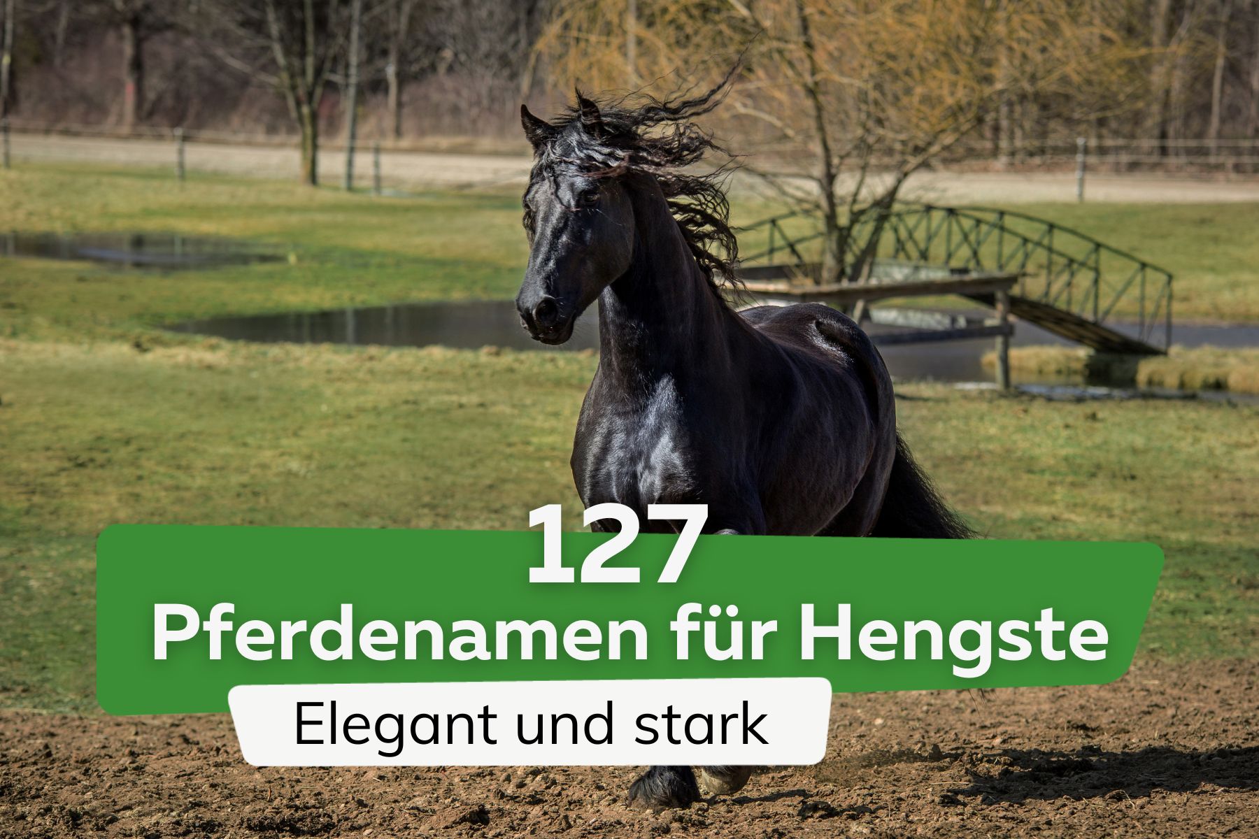 127 nombres de caballos elegantes y fuertes para sementales
