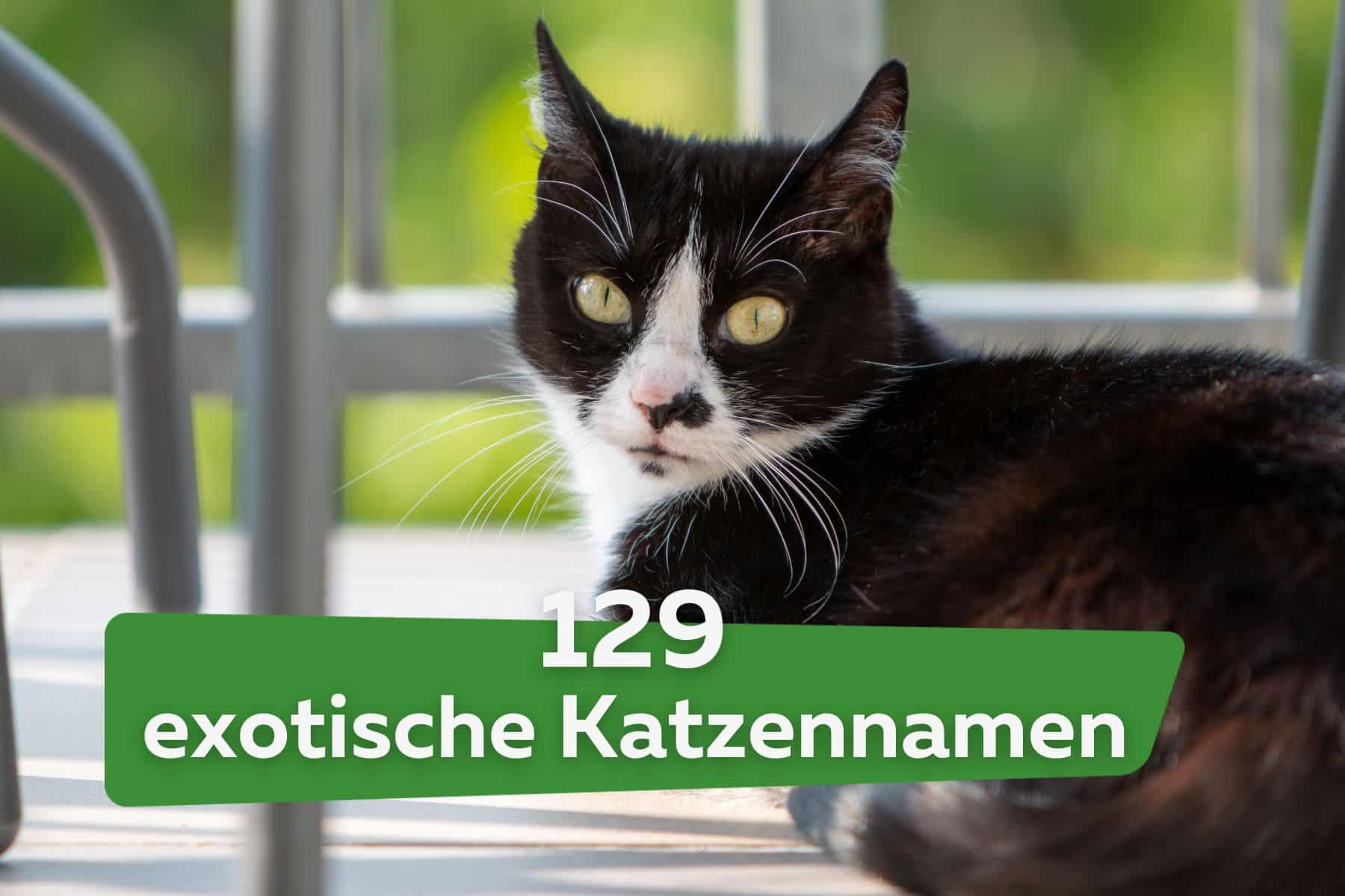 129 nombres de gatos exóticos y creativos