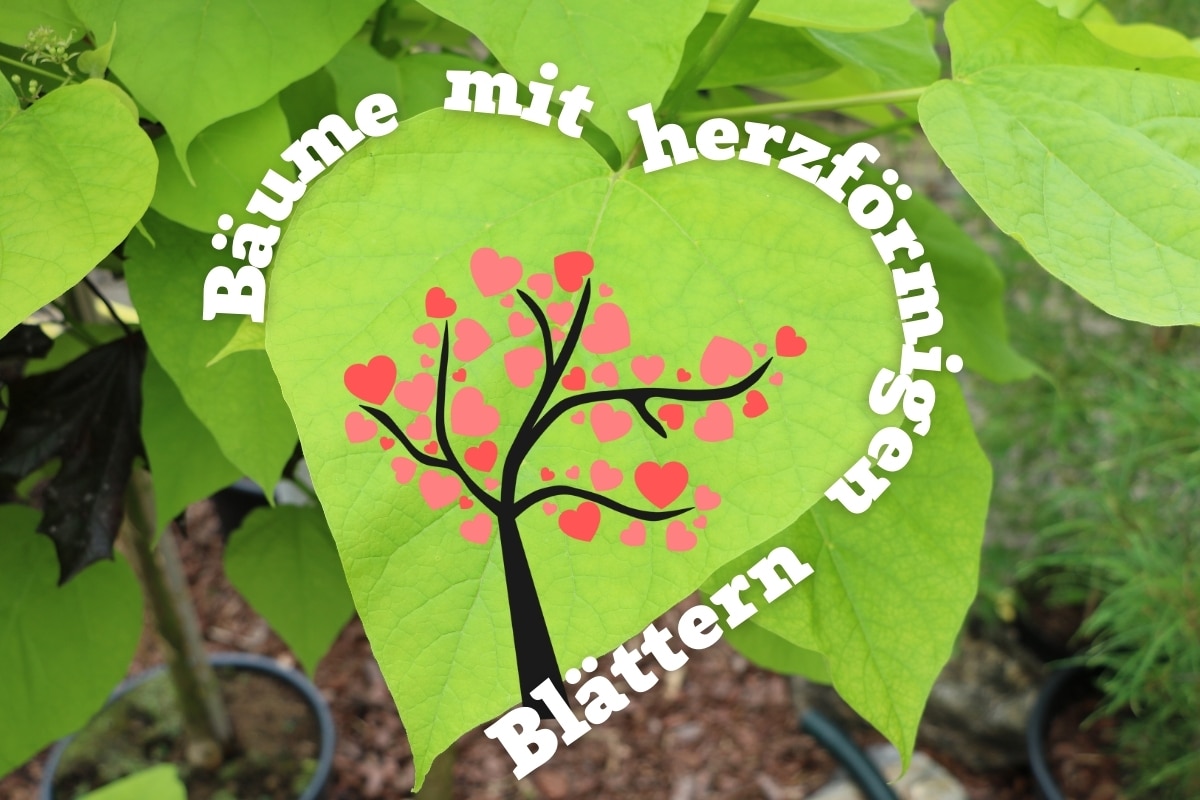 14 árboles con hojas grandes en forma de corazón