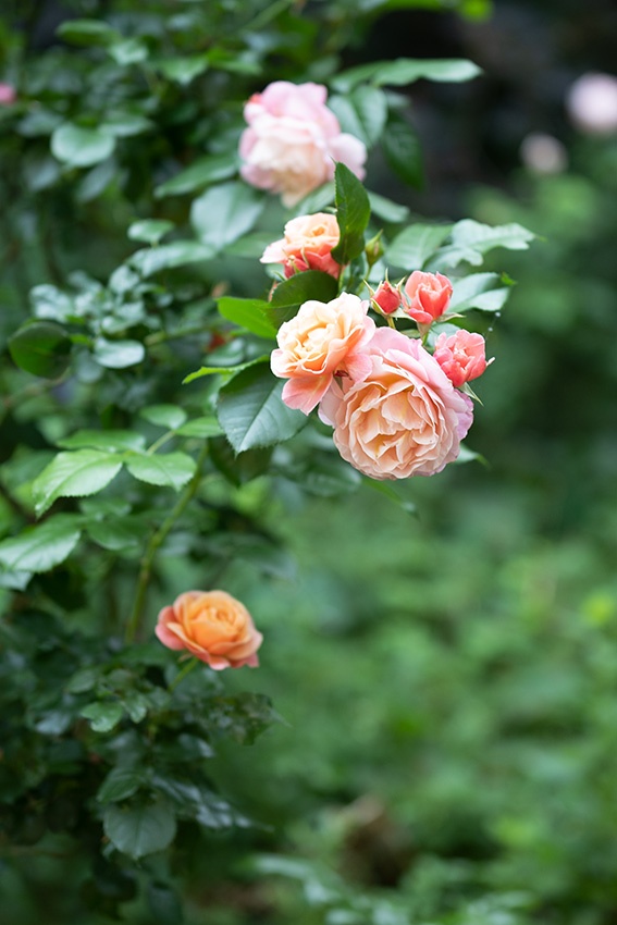 Las rosas no florecen: estos 9 errores de cuidado son la causa