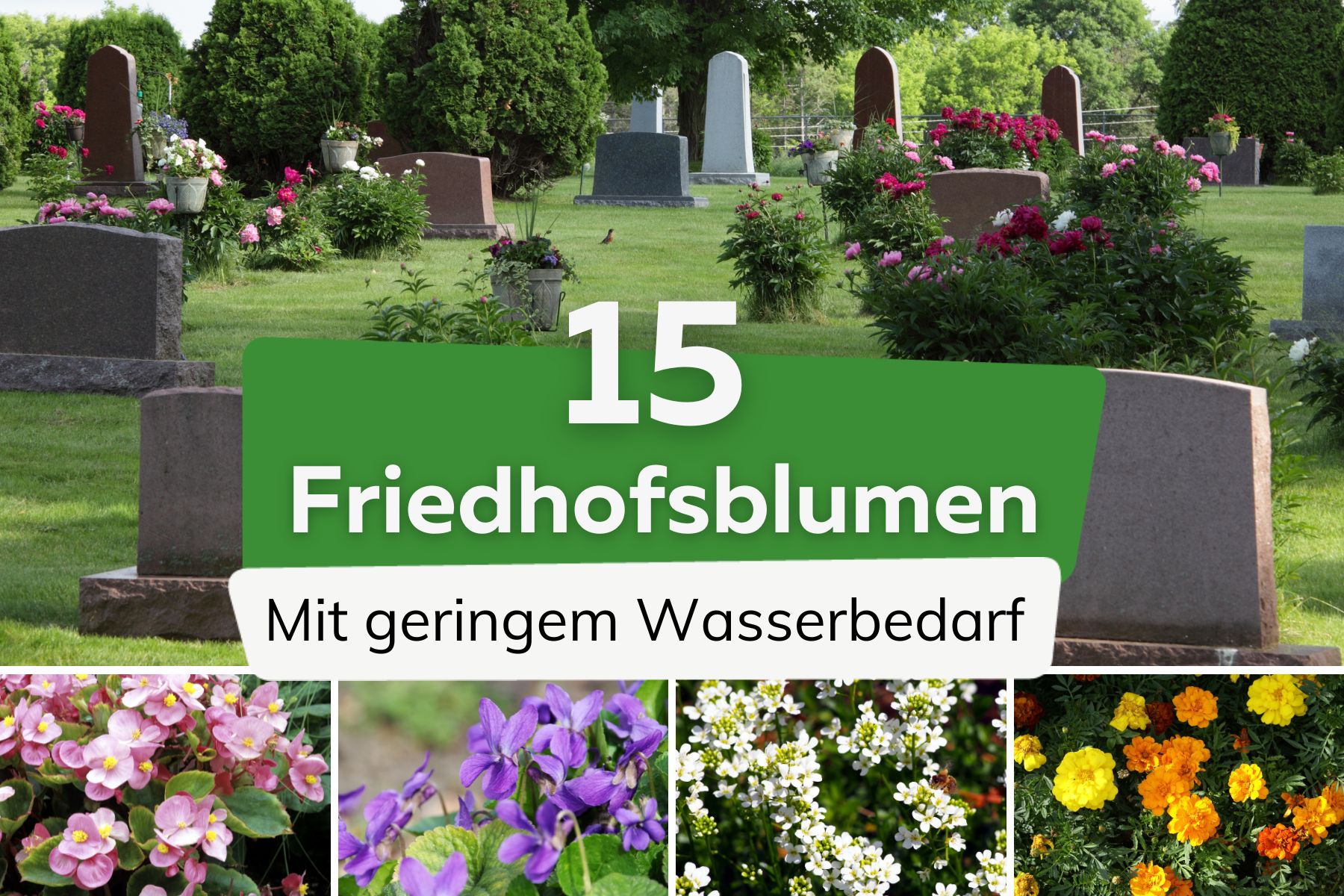 15 flores para el cementerio por poca agua