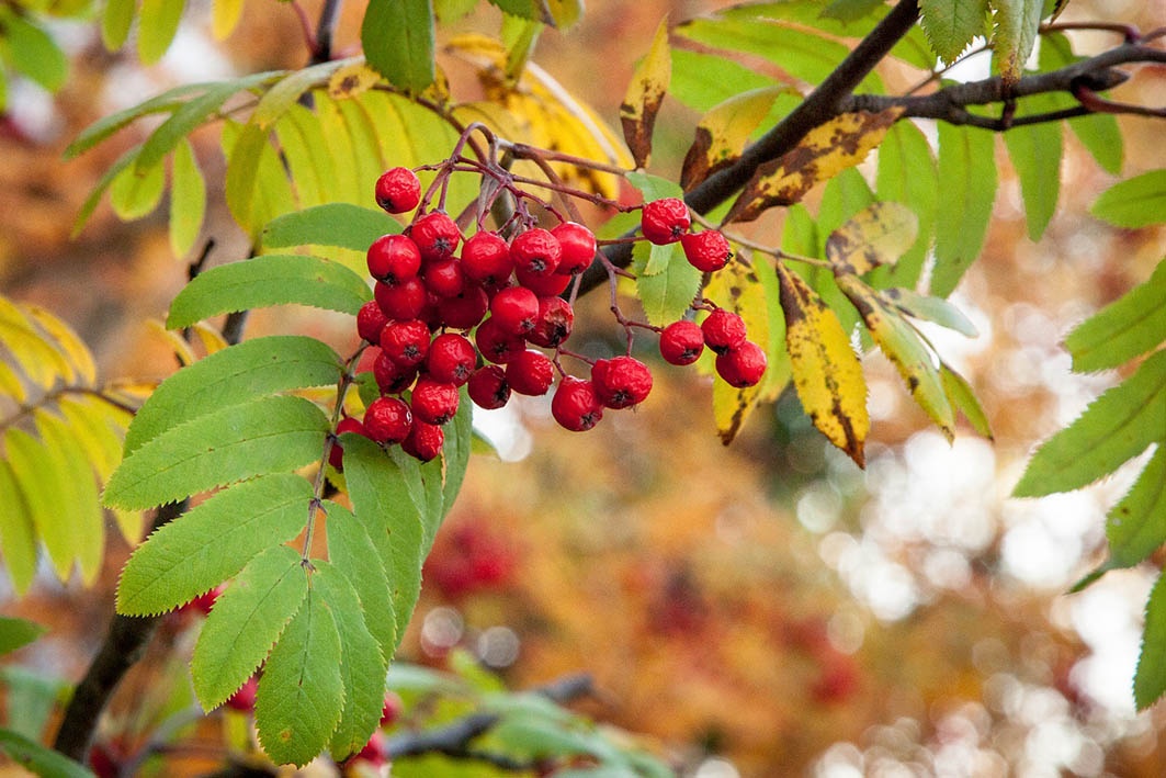 12 arbustos con frutos rojos para darle color al jardín de invierno