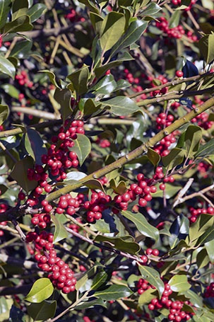 12 arbustos con frutos rojos para darle color al jardín de invierno