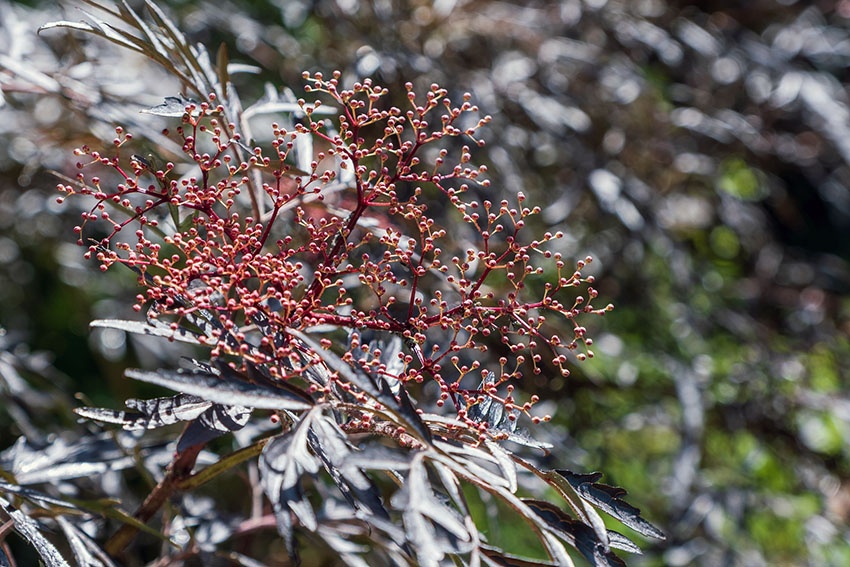 Los 9 árboles ornamentales con hojas rojas más bellos