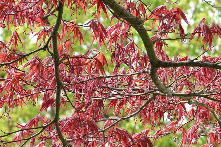 Los 9 árboles ornamentales con hojas rojas más bellos