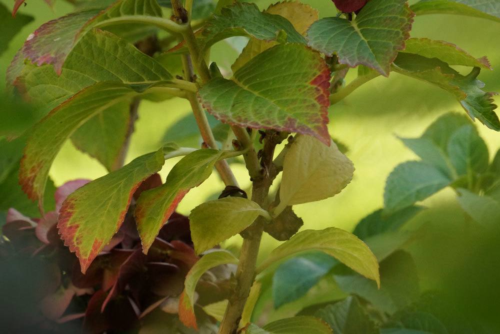 La hortensia adquiere hojas marrones o puntas de hojas marchitas: ¿qué hacer?