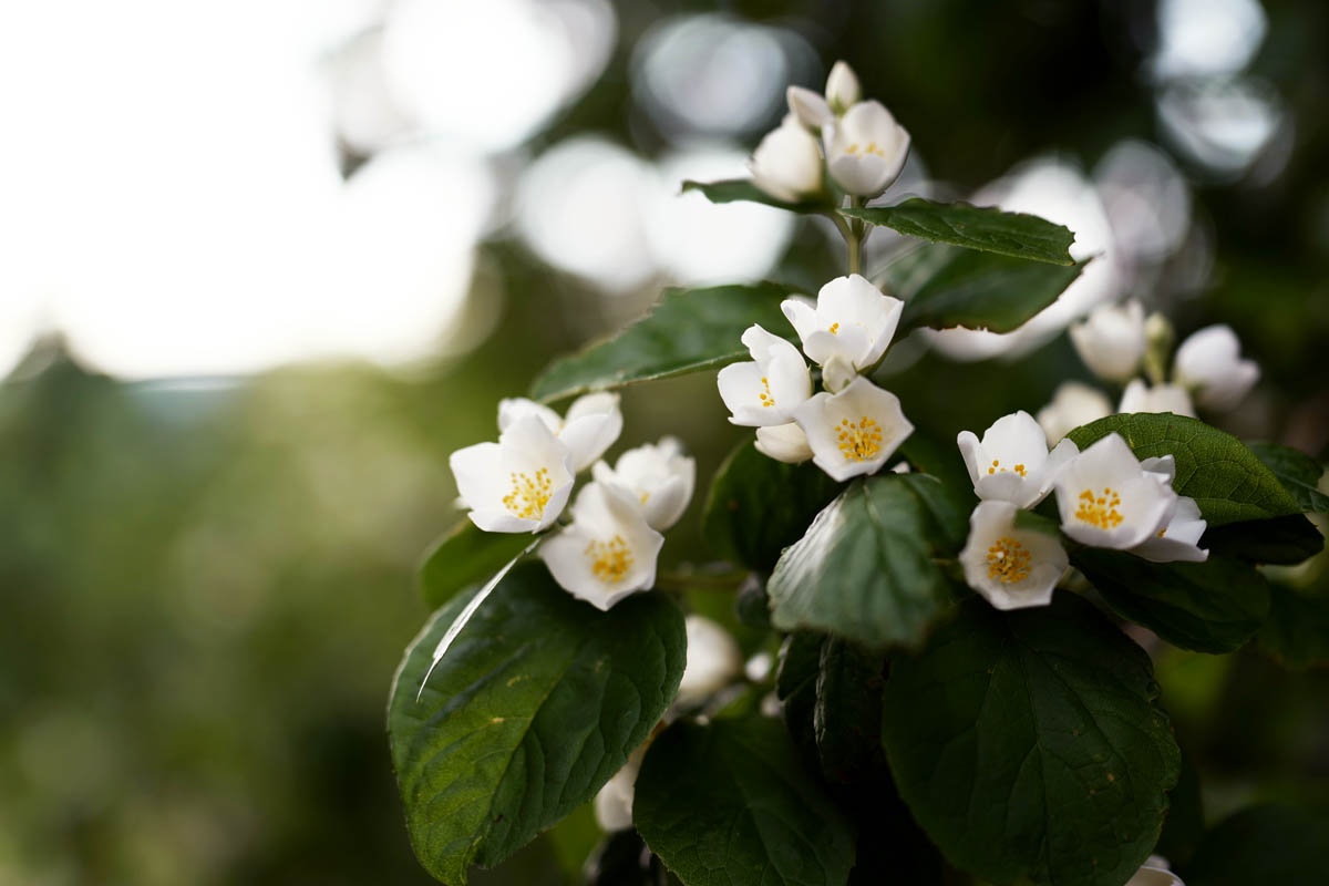 Los arbustos más bellos con flores blancas.