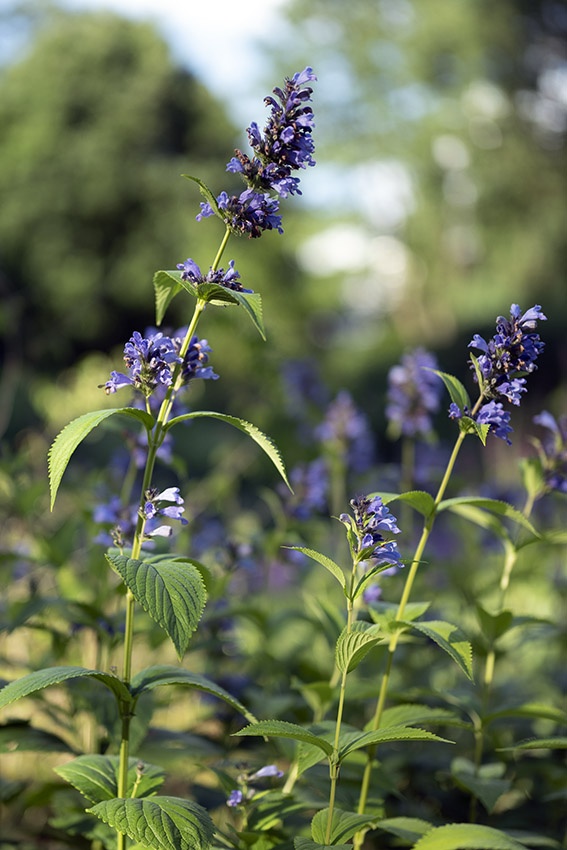 Remolachas azules: estas 14 flores azules encantan el jardín