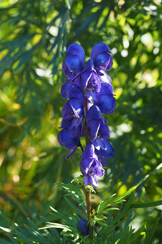 Remolachas azules: estas 14 flores azules encantan el jardín
