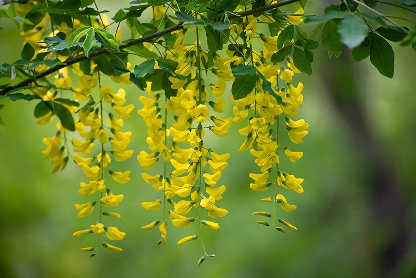 20 flores amarillas para el buen humor en el jardín