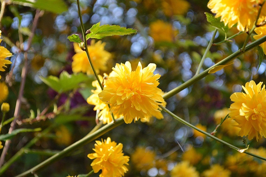 20 flores amarillas para el buen humor en el jardín