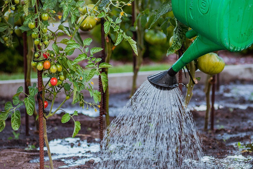 Fertilice los tomates con posos de café: esta es la forma correcta