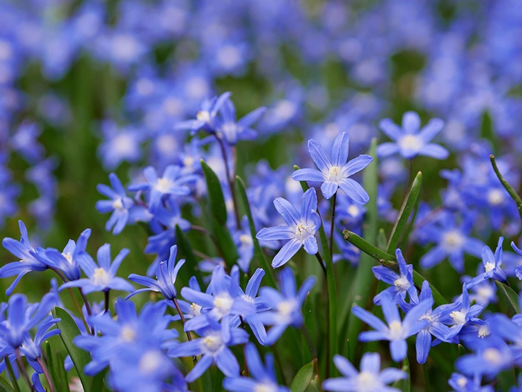 10 flores azules que florecen en primavera