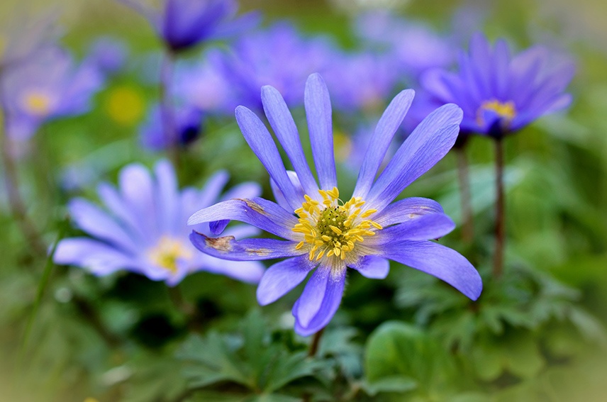 10 flores azules que florecen en primavera