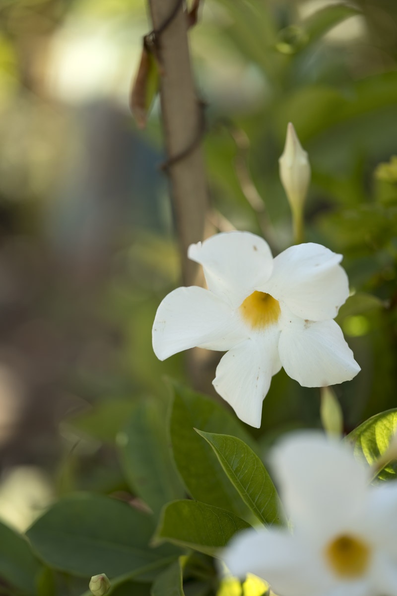 7 plantas de maceta con flores que pueden soportar el sol y el calor
