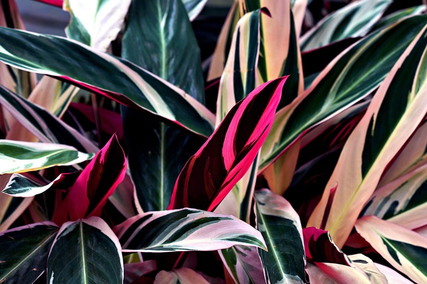 10 plantas de interior con hojas rosadas