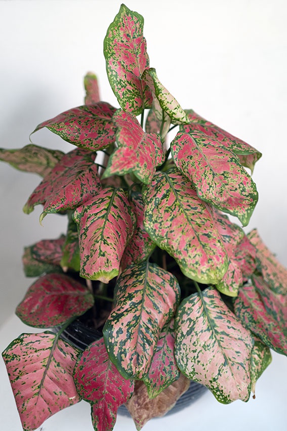 10 plantas de interior con hojas rosadas