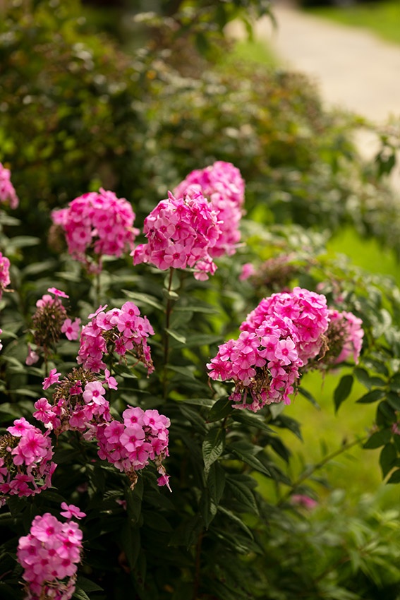 Las 18 plantas con flores rosas más bellas