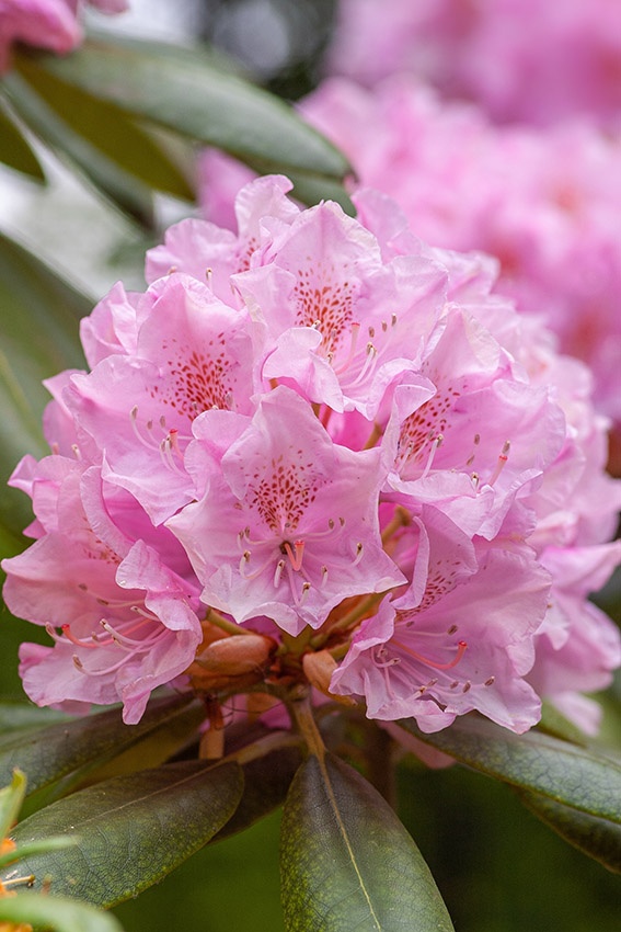 Las 18 plantas con flores rosas más bellas