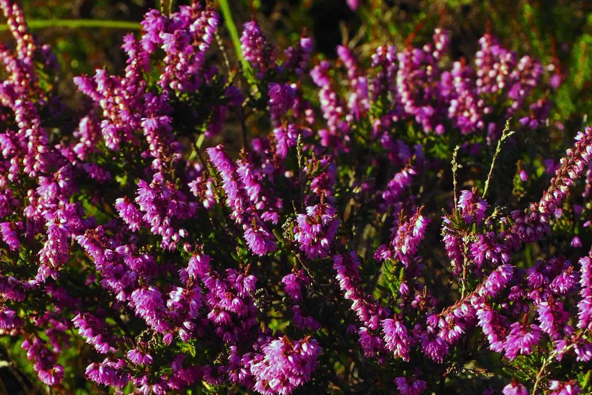Los arbustos más bellos con flores violetas.
