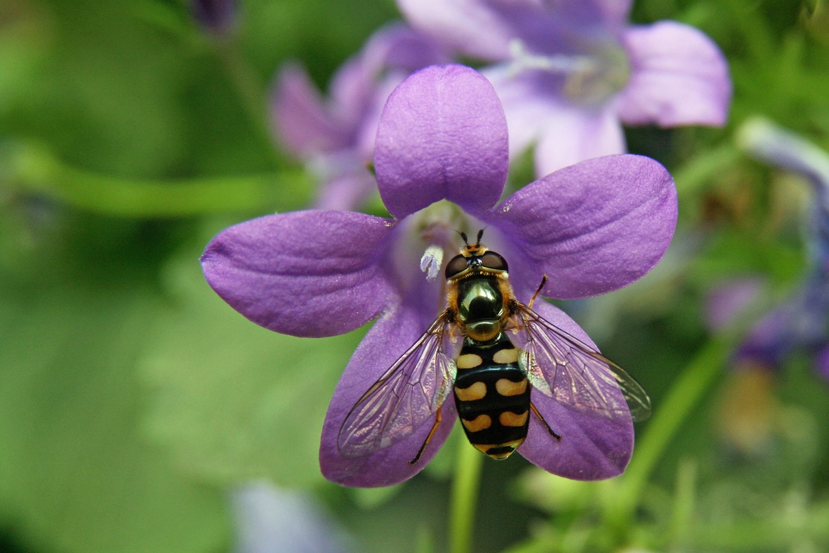 Cobertura del suelo apta para las abejas | jardín de alegría
