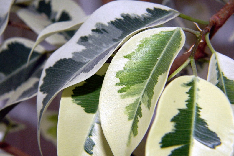12 plantas de interior con hojas coloridas