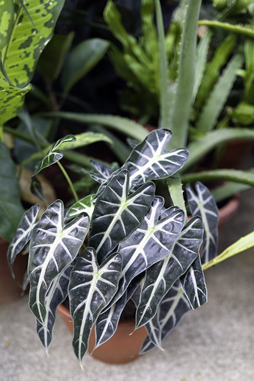 12 plantas de interior con hojas coloridas