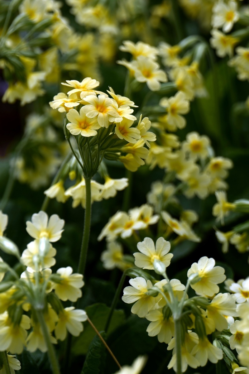 12 plantas perennes de floración temprana | jardín de alegría