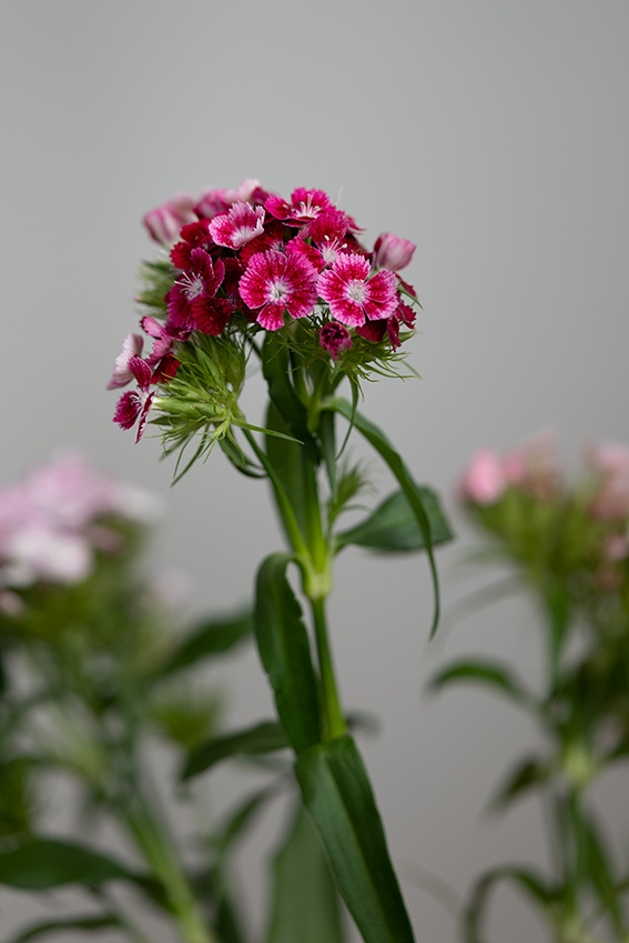 ¿Qué plantar en abril? – 10 flores resistentes a las heladas para el verano.