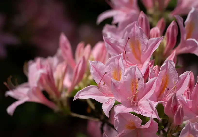 Las 9 mejores plantas con flores de hoja perenne para tu jardín
