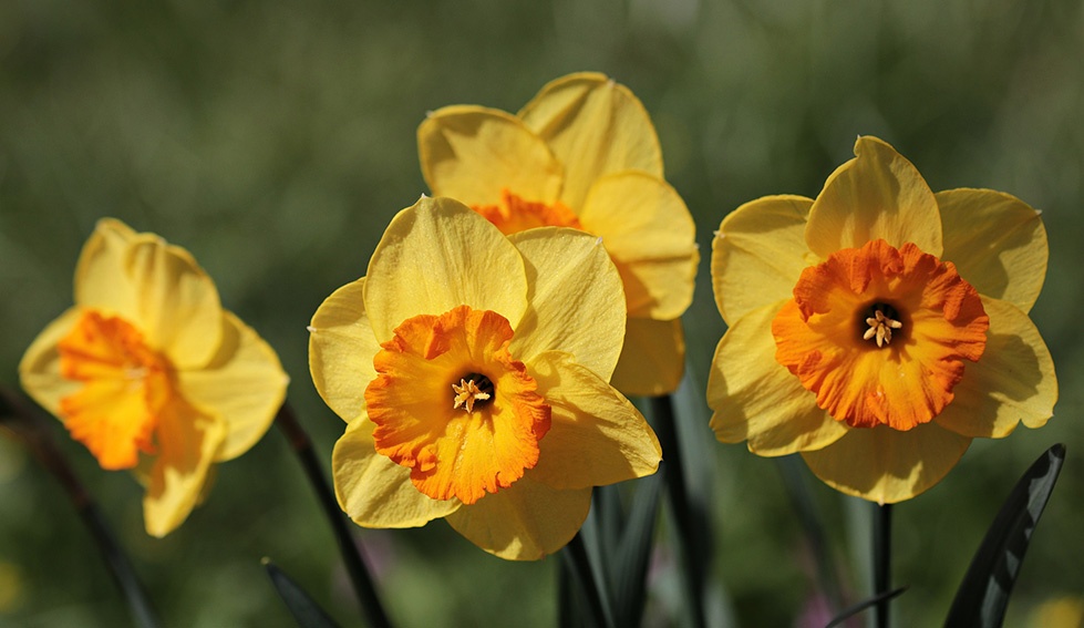 Los narcisos no florecen: causas y cómo hacer que florezcan
