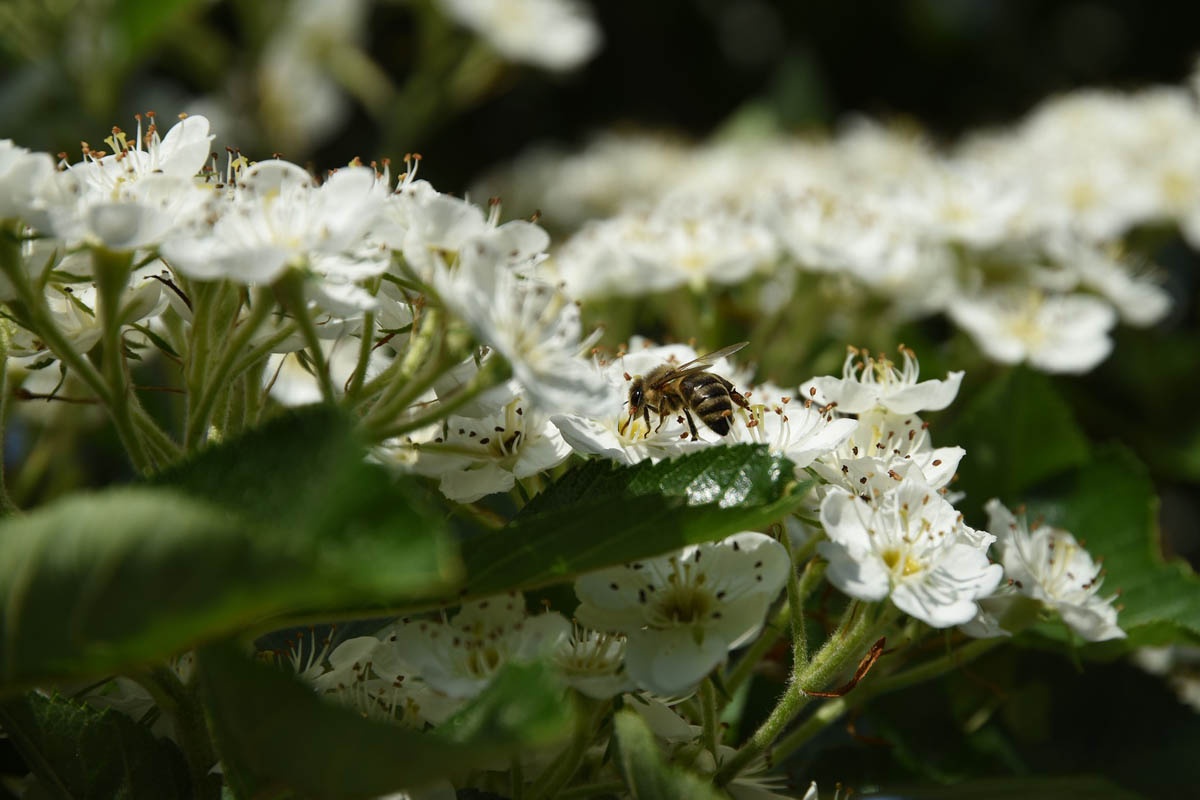 Árboles aptos para las abejas: nuestro top 12 para el jardín