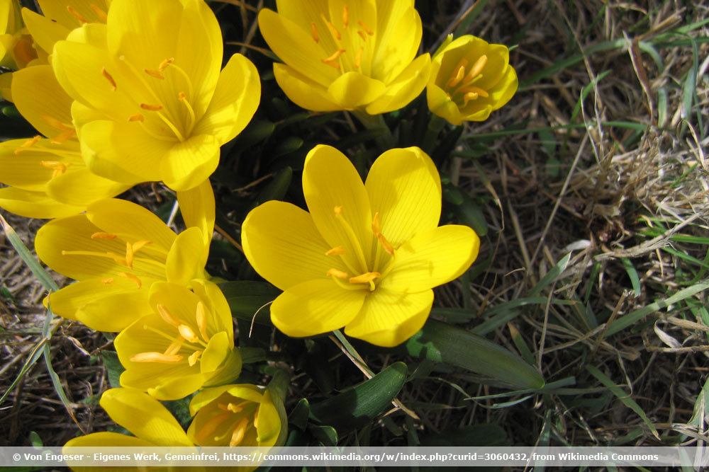 130 tipos de flores con imagen de AZ | Enciclopedia de variedades de flores.