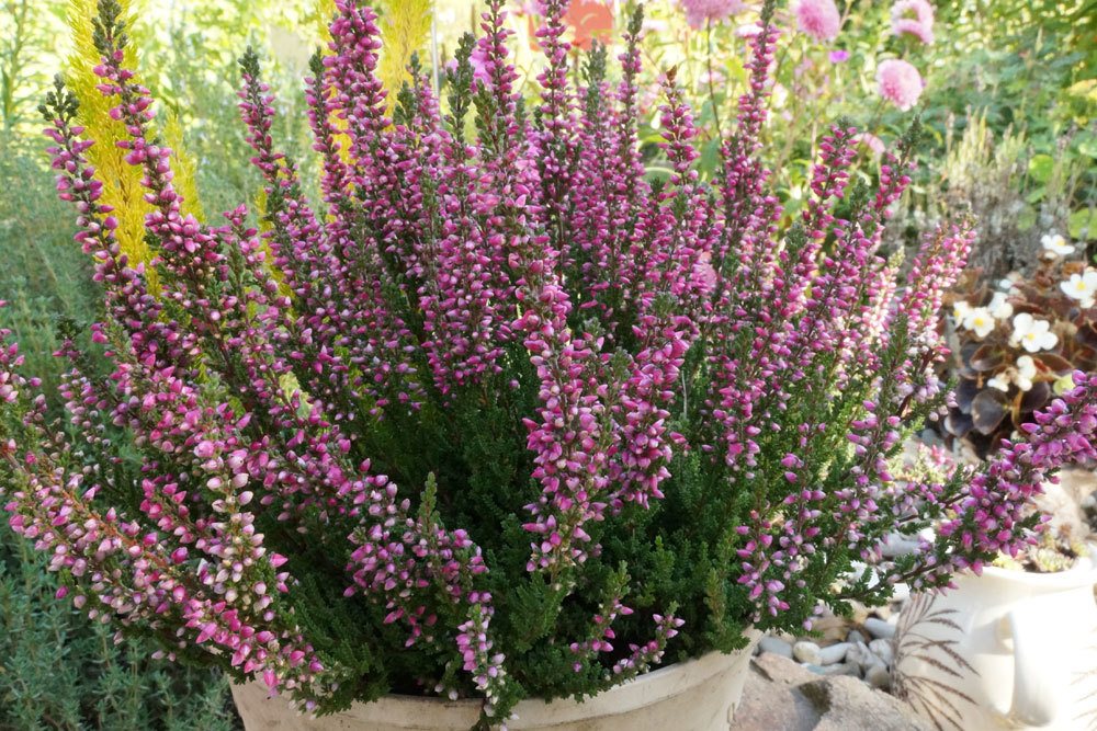 Plantas de invierno para jardineras de balcón: 16 flores de invierno para balcones