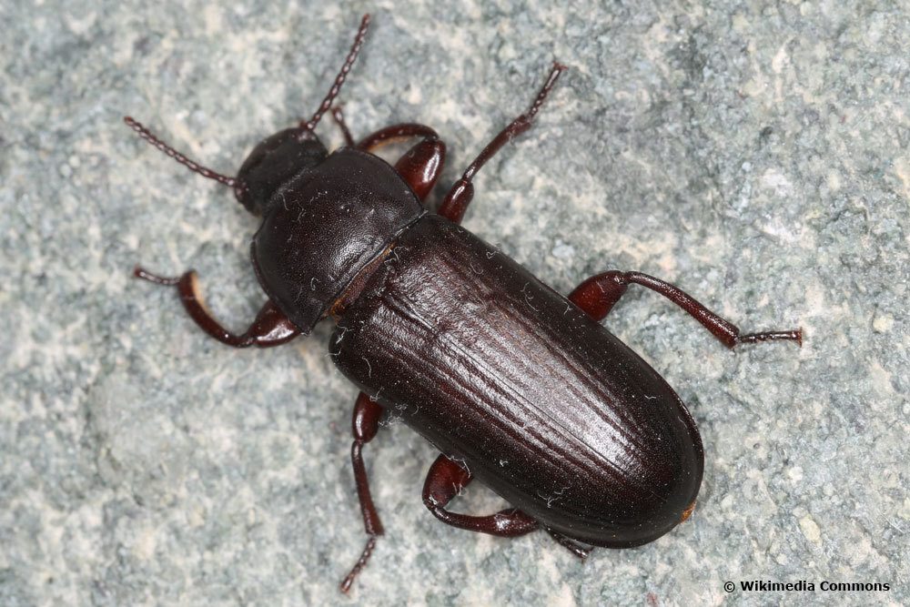 Tipos de escarabajos en Alemania: 13 especies con imágenes
