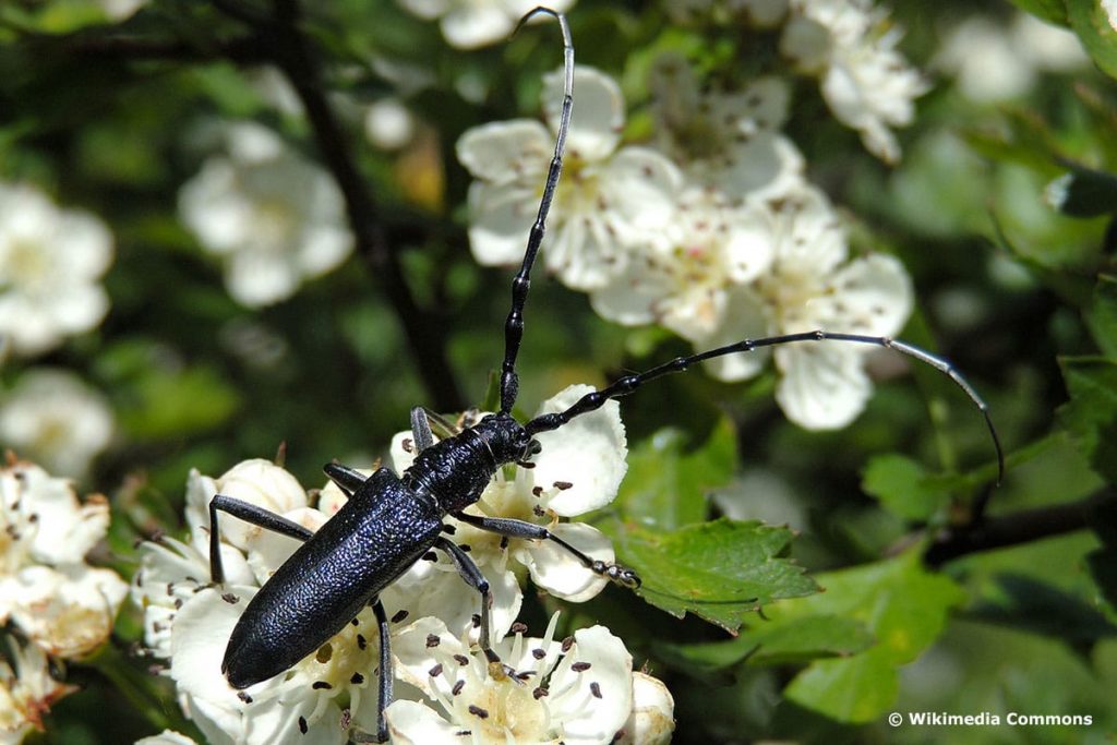 Big Black Beetle: este podría ser