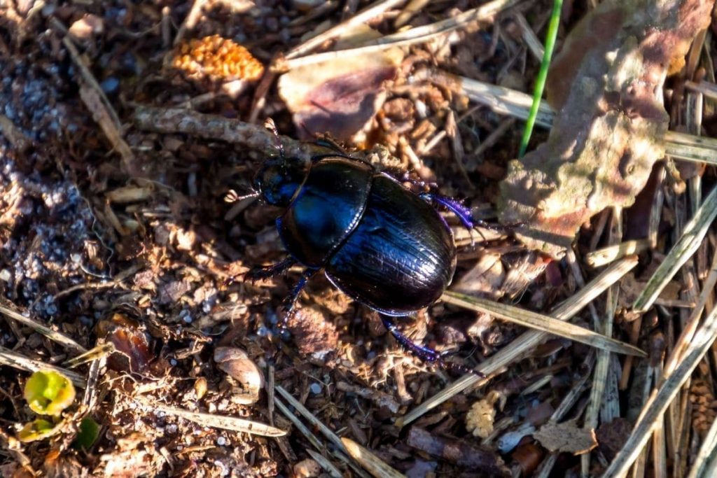 Big Black Beetle: este podría ser
