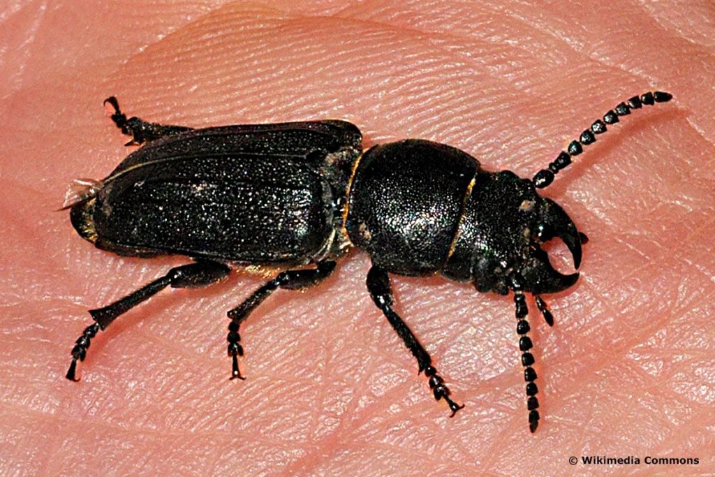Escarabajo negro con pinzas: 10 especies autóctonas